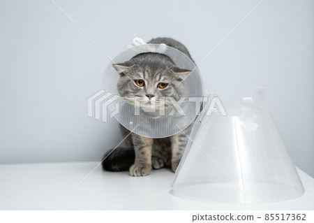 Gray Scottish Straight cat with yellow eyes in medical collar poses in studio on gray background. Elizabethan collar. Domestic cat in protective collar after surgery on examination table in clinic Gray Scottish Straight cat with yellow eyes in medical collar poses in studio on gray background. Elizabethan collar. Domestic cat in protective collar after surgery on examination table in clinic 85517362