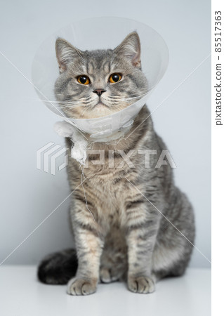 Scottish straight gray cat in veterinary plastic cone on head at recovery after surgery posing in animal clinic. Animal healthcare. Pet in funnel posing on examination table at veterinary hospital Scottish straight gray cat in veterinary plastic cone on head at recovery after surgery posing in animal clinic. Animal healthcare. Pet in funnel posing on examination table at veterinary hospital 85517363