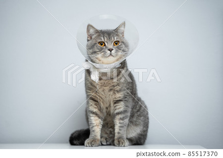 Plastic protective collar for animal on cat of British breed posing in studio. Recovery collar method of preventing animals from aggravating healing wound. Portrait scottish cat in veterinary collar Plastic protective collar for animal on cat of British breed posing in studio. Recovery collar method of preventing animals from aggravating healing wound. Portrait scottish cat in veterinary collar 85517370