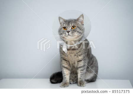 Scottish straight gray cat in veterinary plastic cone on head at recovery after surgery posing in animal clinic. Animal healthcare. Pet in funnel posing on examination table at veterinary hospital Scottish straight gray cat in veterinary plastic cone on head at recovery after surgery posing in animal clinic. Animal healthcare. Pet in funnel posing on examination table at veterinary hospital 85517375