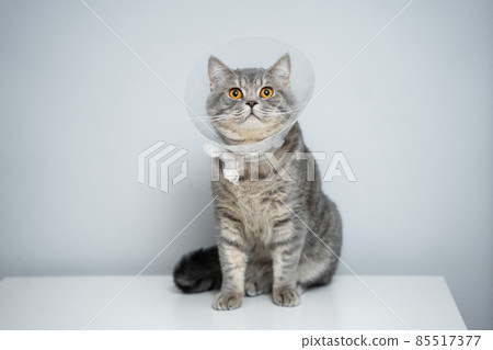 Portrait gray British cat wears collar to restore cone for pets after surgery, safety of wound healing against bite and licking wounds on gray background. Scottish Straight cat wearing funnel collar Portrait gray British cat wears collar to restore cone for pets after surgery, safety of wound healing against bite and licking wounds on gray background. Scottish Straight cat wearing funnel collar 85517377
