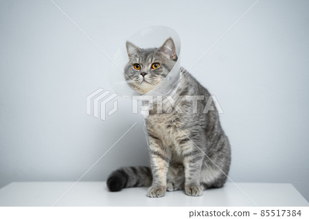 Gray Scottish Straight cat with yellow eyes in medical collar poses in studio on gray background. Elizabethan collar. Domestic cat in protective collar after surgery on examination table in clinic 85517384