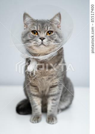 Scottish straight gray cat in veterinary plastic cone on head at recovery after surgery posing in animal clinic. Animal healthcare. Pet in funnel posing on examination table at veterinary hospital Scottish straight gray cat in veterinary plastic cone on head at recovery after surgery posing in animal clinic. Animal healthcare. Pet in funnel posing on examination table at veterinary hospital 85517400