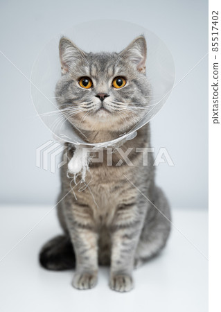 Portrait gray British cat wears collar to restore cone for pets after surgery, safety of wound healing against bite and licking wounds on gray background. Scottish Straight cat wearing funnel collar Portrait gray British cat wears collar to restore cone for pets after surgery, safety of wound healing against bite and licking wounds on gray background. Scottish Straight cat wearing funnel collar 85517402