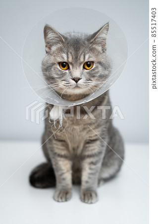 Plastic protective collar for animal on cat of British breed posing in studio. Recovery collar method of preventing animals from aggravating healing wound. Portrait scottish cat in veterinary collar Plastic protective collar for animal on cat of British breed posing in studio. Recovery collar method of preventing animals from aggravating healing wound. Portrait scottish cat in veterinary collar 85517403