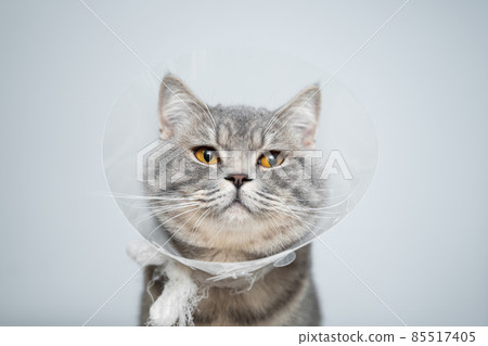 Gray Scottish Straight cat with yellow eyes in medical collar poses in studio on gray background. Elizabethan collar. Domestic cat in protective collar after surgery on examination table in clinic Gray Scottish Straight cat with yellow eyes in medical collar poses in studio on gray background. Elizabethan collar. Domestic cat in protective collar after surgery on examination table in clinic 85517405