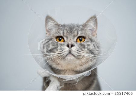 Scottish straight gray cat in veterinary plastic cone on head at recovery after surgery posing in animal clinic. Animal healthcare. Pet in funnel posing on examination table at veterinary hospital Scottish straight gray cat in veterinary plastic cone on head at recovery after surgery posing in animal clinic. Animal healthcare. Pet in funnel posing on examination table at veterinary hospital 85517406