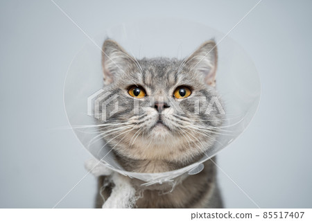 Portrait gray British cat wears collar to restore cone for pets after surgery, safety of wound healing against bite and licking wounds on gray background. Scottish Straight cat wearing funnel collar 85517407