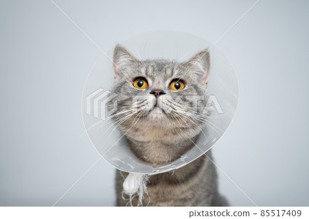 Gray Scottish Straight cat with yellow eyes in medical collar poses in studio on gray background. Elizabethan collar. Domestic cat in protective collar after surgery on examination table in clinic 85517409