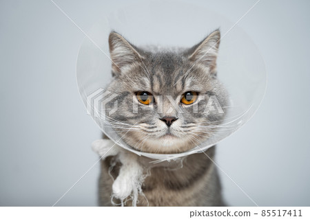 Portrait gray British cat wears collar to restore cone for pets after surgery, safety of wound healing against bite and licking wounds on gray background. Scottish Straight cat wearing funnel collar Portrait gray British cat wears collar to restore cone for pets after surgery, safety of wound healing against bite and licking wounds on gray background. Scottish Straight cat wearing funnel collar 85517411