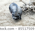lazy male wild boar, standing fierceful on a meadow in summer 85517509
