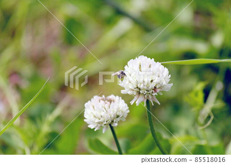 白三葉草花 白三葉草花 85518016