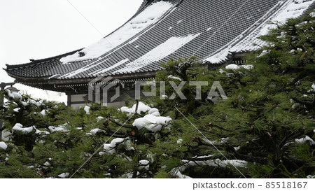 冬天的唐笠松和千年寺的屋頂（富山縣出水市，2022年1月拍攝） 85518167