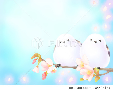 兩隻長尾山雀棲息在櫻花枝上(藍天白雲飛舞的背景) 兩隻長尾山雀棲息在櫻花枝上(藍天白雲飛舞的背景) 85518173
