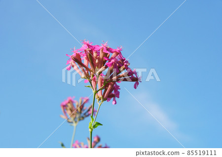 Catchfly flowers blooming in the garden 85519111