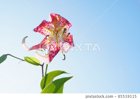 Lilium speciosum blooming in the garden Lilium speciosum blooming in the garden 85519115
