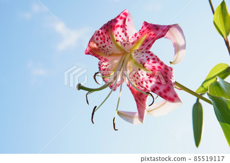 Lilium speciosum blooming in the garden Lilium speciosum blooming in the garden 85519117