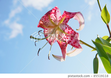 Lilium speciosum blooming in the garden Lilium speciosum blooming in the garden 85519118