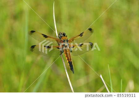 Closeup on the Four-spotted chaser dragonfly, Libellula quadrimaculata against a green background Closeup on the Four-spotted chaser dragonfly, Libellula quadrimaculata against a green background 85519311