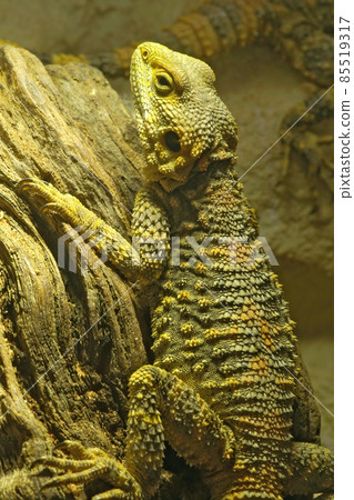 The painted or rainbow dragon , Laudakia stellio, warming up under a UV lamp in a terrarium 85519317