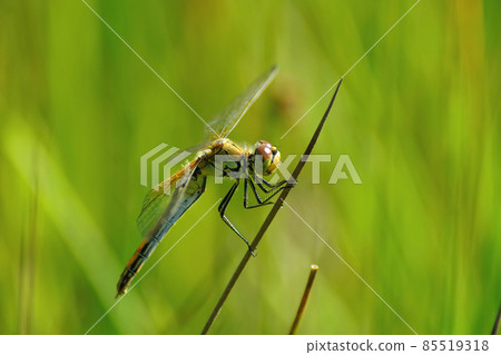 Closeup on a colorful female yellow-winged darter, Sympetrum flaveolum Closeup on a colorful female yellow-winged darter, Sympetrum flaveolum 85519318