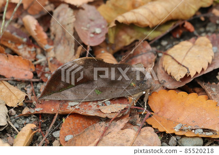 Eudocima tyranus 與落葉混合 Eudocima tyranus 與落葉混合 85520218
