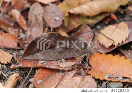 Eudocima tyranus mixed with fallen leaves Eudocima tyranus mixed with fallen leaves 85520220