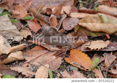 Eudocima tyranus mixed with fallen leaves Eudocima tyranus mixed with fallen leaves 85520222