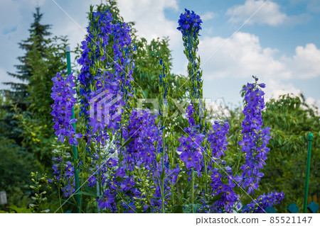 Violet Delphinium flowers Violet Delphinium flowers 85521147