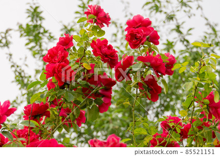 Red climbing rose bush 85521151