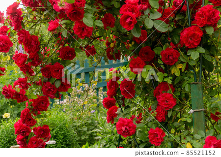 Red climbing rose bush Red climbing rose bush 85521152