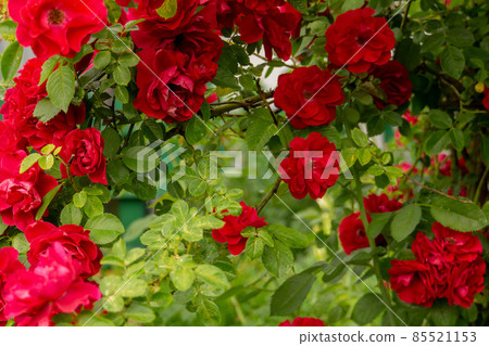 Red climbing rose bush Red climbing rose bush 85521153