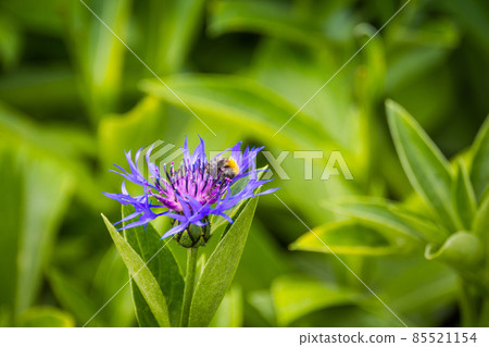 Purple cornflower in garden Purple cornflower in garden 85521154
