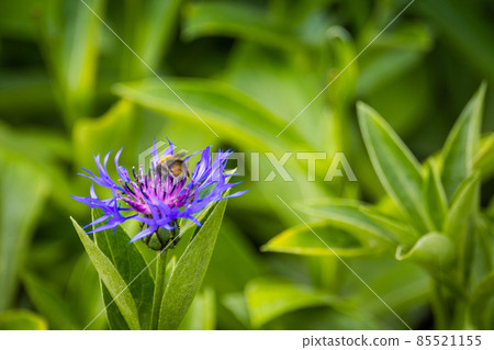 Purple cornflower in garden 85521155