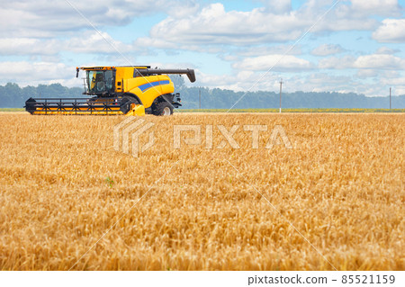 A large yellow combine harvester against the backdrop of a wheat field and a cloudy sky on a summer day. A large yellow combine harvester against the backdrop of a wheat field and a cloudy sky on a summer day. 85521159
