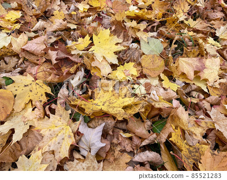 Colorful and bright background made of fallen autumn leaves Colorful and bright background made of fallen autumn leaves 85521283