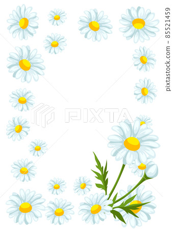 Frame with chamomiles flowers. Beautiful decorative spring plants. 85521459