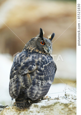 Big Eurasian Eagle Owl, bird sitting on the rock, nature scene of wild owl (Bubo bubo) Big Eurasian Eagle Owl, bird sitting on the rock, nature scene of wild owl (Bubo bubo) 85521830