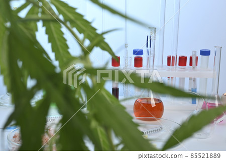 Cannabis Plant and Glassware in a Chemical Labs - Photo Cannabis Plant and Glassware in a Chemical Labs - Photo 85521889