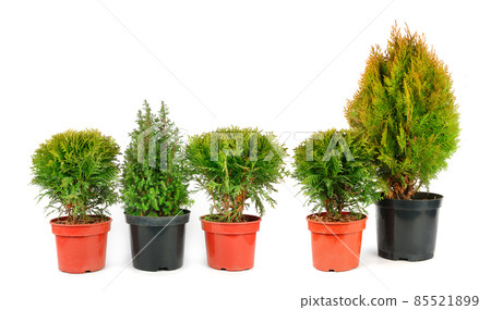 Seedlings cypress and thuja plants isolated on white background. Wide photo. Seedlings cypress and thuja plants isolated on white background. Wide photo. 85521899