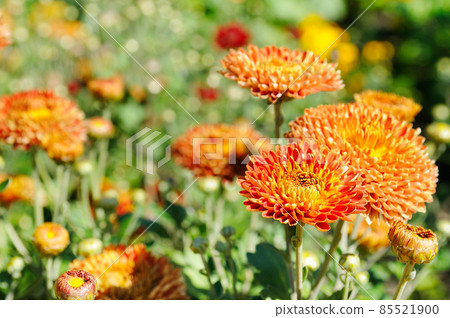 Background of yellow-orange chrysanthemums closeup. Soft focus, the warm rays of the sun. Background of yellow-orange chrysanthemums closeup. Soft focus, the warm rays of the sun. 85521900
