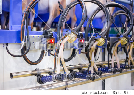 Automated goat milking suction machine with teat cups at exhibition 85521931