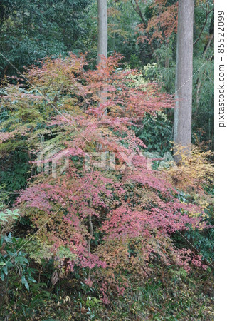 Late autumn Late autumn 85522099