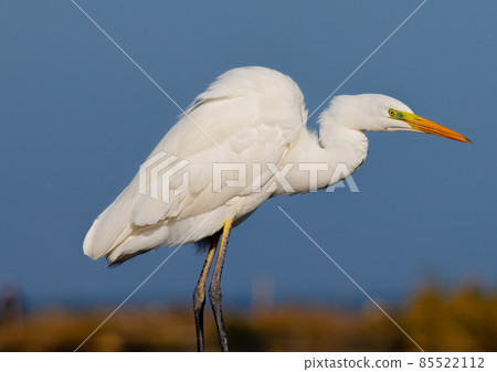 Ardea alba, common egret, large egret, great white egret, great white heron 85522112