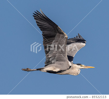 Closeup of a Great Blue Heron in flight against a blue sky background. Closeup of a Great Blue Heron in flight against a blue sky background. 85522113