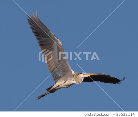 Closeup of a Great Blue Heron in flight against a blue sky background. Closeup of a Great Blue Heron in flight against a blue sky background. 85522114
