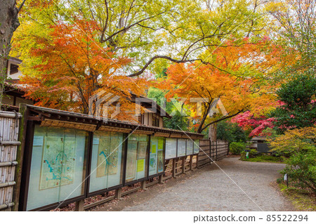東京六義園的秋葉 東京六義園的秋葉 85522294