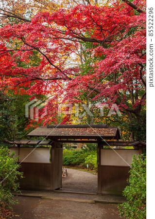 東京六義園的秋葉 東京六義園的秋葉 85522296