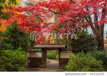 東京六義園的秋葉 東京六義園的秋葉 85522297