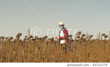 The girl agronomist checks the maturity of the harvest of sunflowers for harvesting in the field. The collective farmer works by analyzing the grown flower seeds. A businessman to be able to care for The girl agronomist checks the maturity of the harvest of sunflowers for harvesting in the field. The collective farmer works by analyzing the grown flower seeds. A businessman to be able to care for 85522379